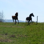 wiosna zawitała na pastwiska