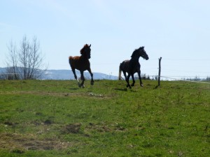 wiosna zawitała na pastwiska