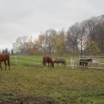 A-SAVANETTE, GLADIATOR ATTON LADY ARYS